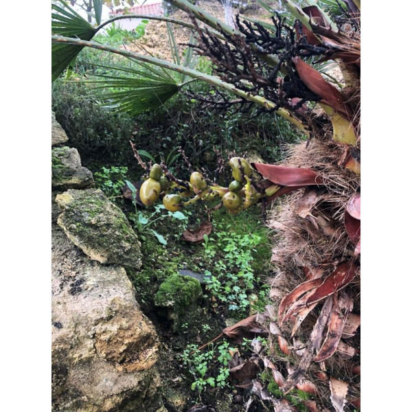 Palmier nain - Chamaerops Humilis 