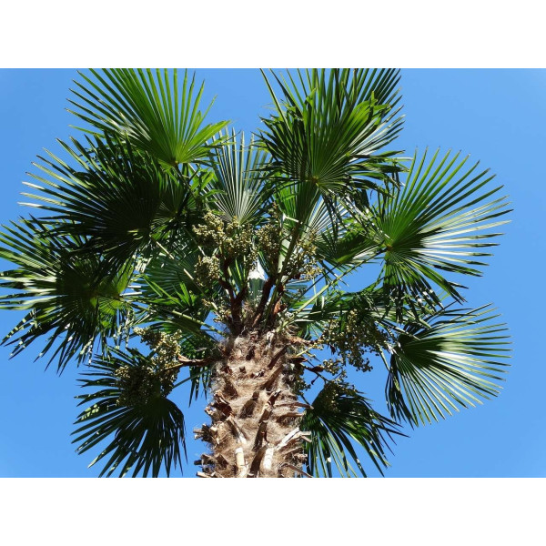 Palmier de Chine - trachycarpus Fortunei 