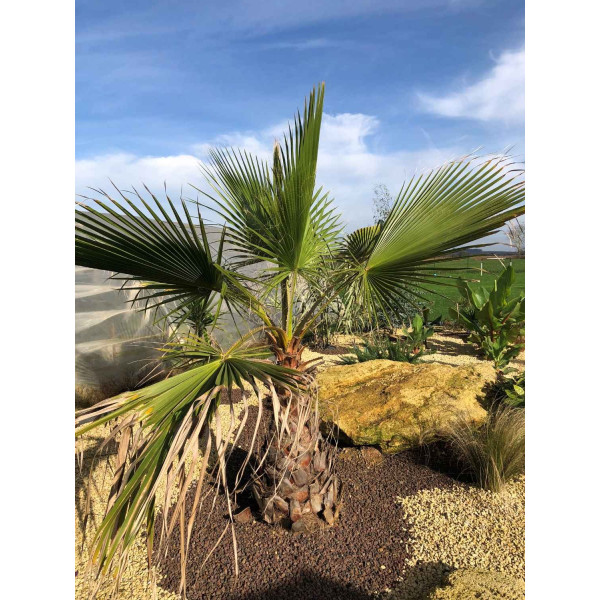 Palmier Mexicain - Washingtonia robusta 
