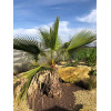 Palmier Mexicain - Washingtonia robusta 
