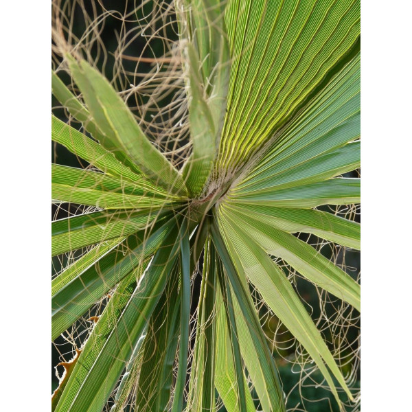 Palmier de Californie - Washingtonia filifera 