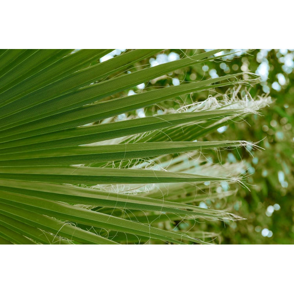 Palmier de Californie - Washingtonia filifera 