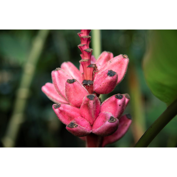 Bananier rose - Musa velutina 