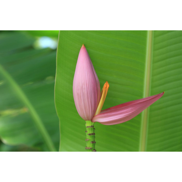 Bananier rose - Musa velutina 