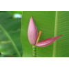 Bananier rose - Musa velutina 