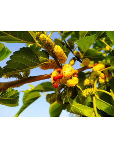 Mûrier blanc - Morus alba  2