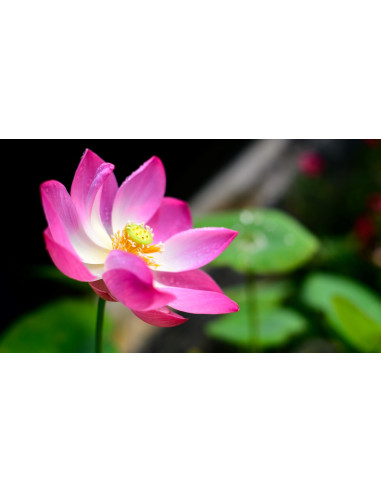 Lotus - Nelumbo nucifera 