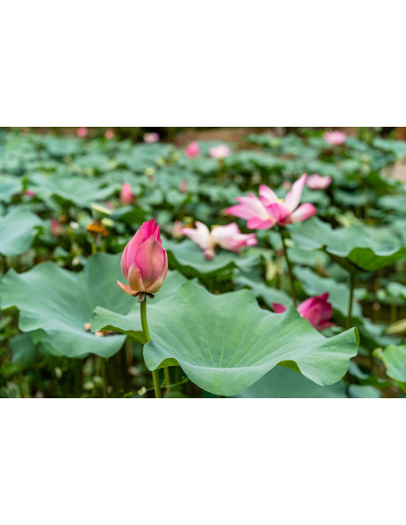 Lotus - Nelumbo nucifera 
