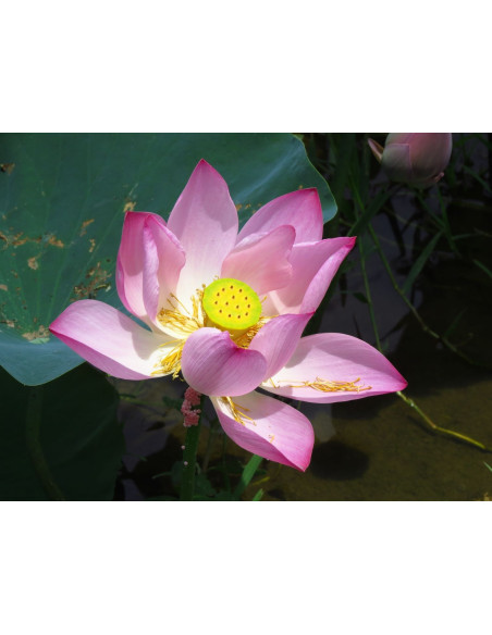 Lotus - Nelumbo nucifera 