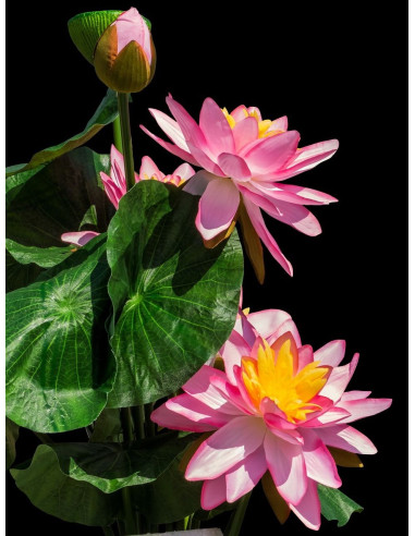 Lotus - Nelumbo nucifera 