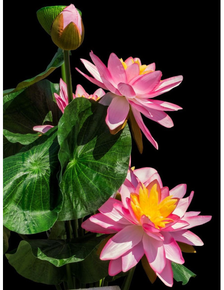 Lotus - Nelumbo nucifera 