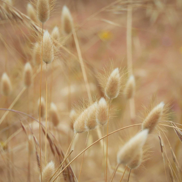 Lagurus - Queue de Lièvre Bunny Tails 