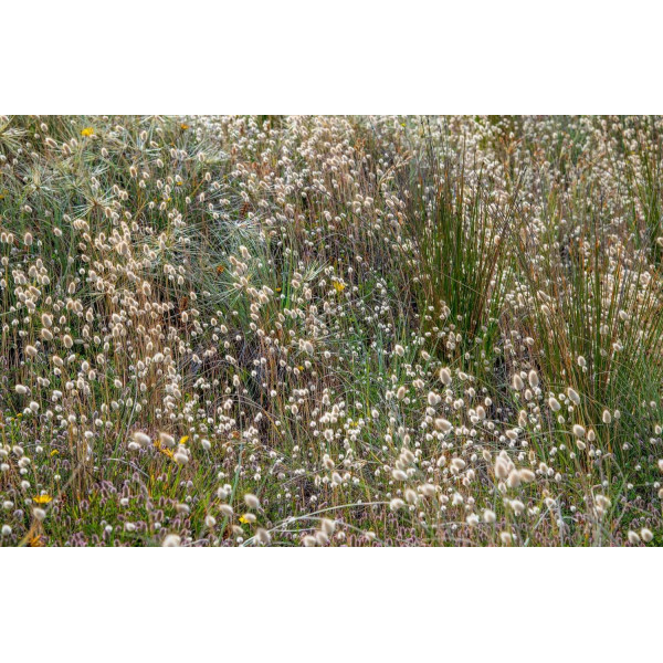 Lagurus - Queue de Lièvre Bunny Tails 