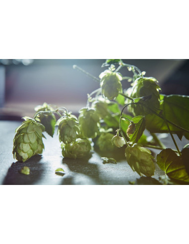 Houblon - Humulus lupulus 