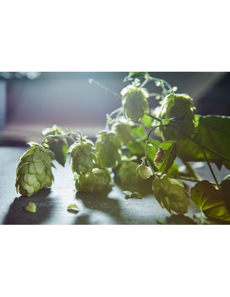 Houblon - Humulus lupulus 