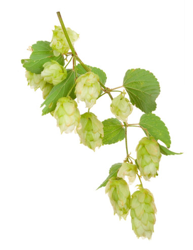 Houblon - Humulus lupulus 