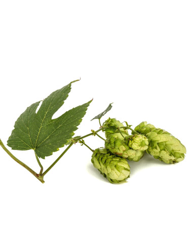 Houblon - Humulus lupulus 