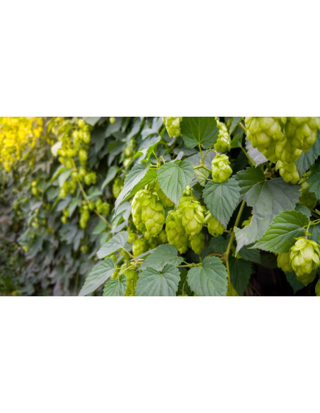 Houblon - Humulus lupulus 