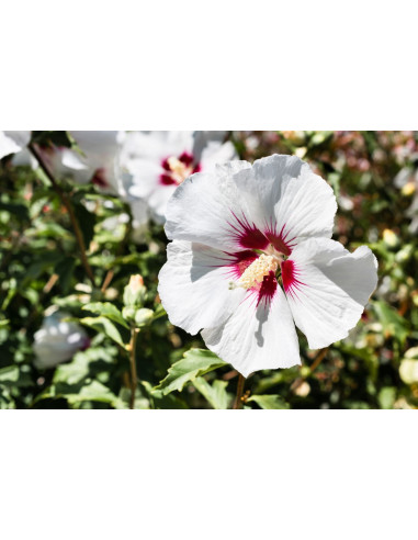 Hibiscus des jardins - Hibiscus syriacus 