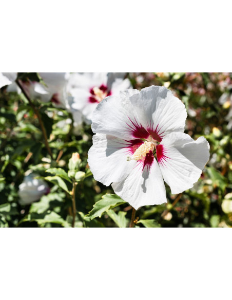 Hibiscus des jardins - Hibiscus syriacus 