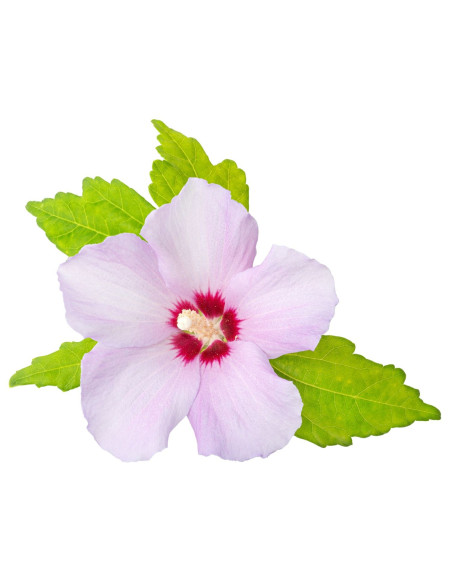 Hibiscus des jardins - Hibiscus syriacus 