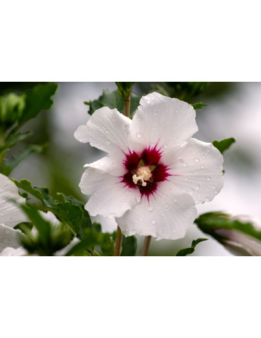 Hibiscus des jardins - Hibiscus syriacus 