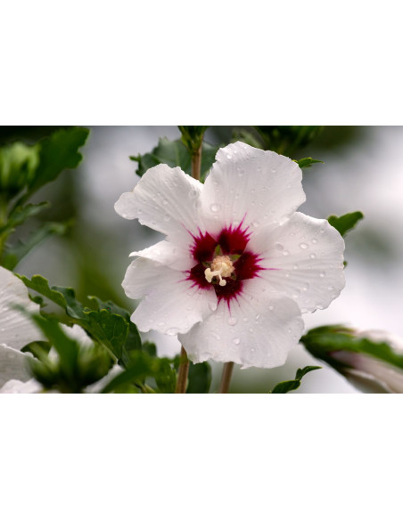 Hibiscus des jardins - Hibiscus syriacus 