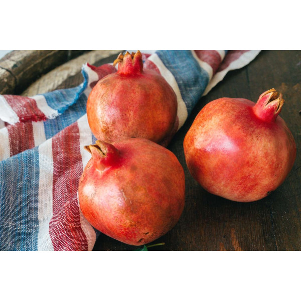 Grenadier nain - Punica granatum Nanum 