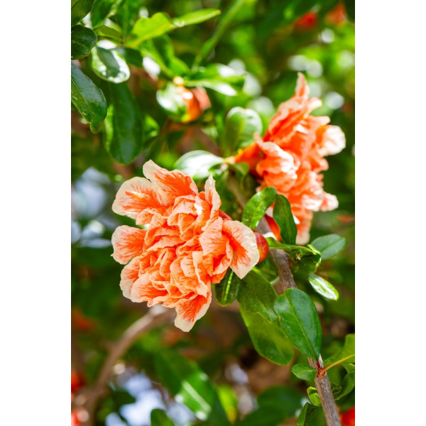 Grenadier nain - Punica granatum Nanum 