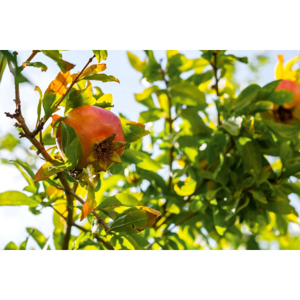 Grenadier nain - Punica granatum Nanum 