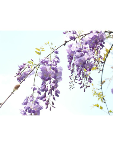 Glycine de Chine - Wisteria sinensis 