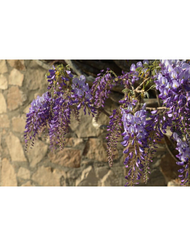 Glycine de Chine - Wisteria sinensis 