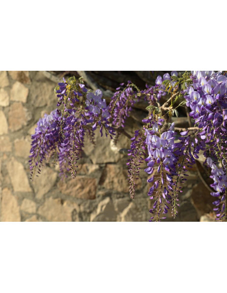 Glycine de Chine - Wisteria sinensis 