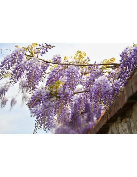 Glycine de Chine - Wisteria sinensis 