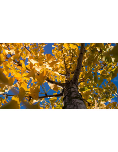 Ginkgo biloba - Arbre aux Quarante Ecus 