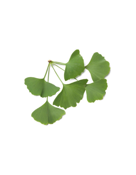 Ginkgo biloba - Arbre aux Quarante Ecus 
