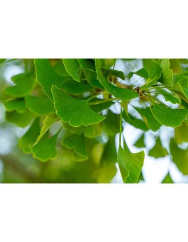 Ginkgo biloba - Arbre aux Quarante Ecus 