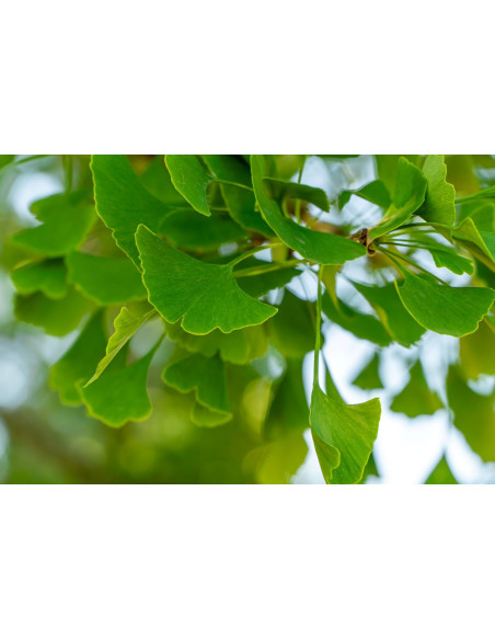 Ginkgo biloba - Arbre aux Quarante Ecus 