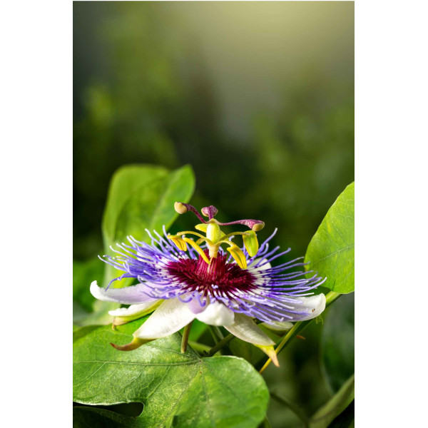 Fruit de la passion - Passiflore fleur de la passion 
