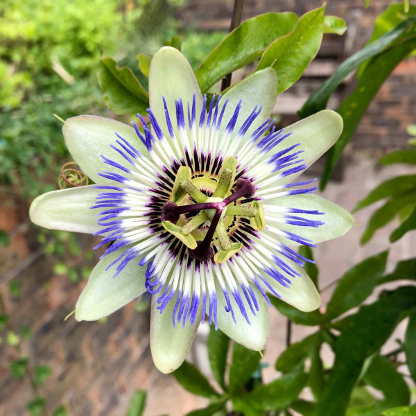 Fruit de la passion - Passiflore fleur de la passion 