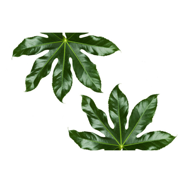 Fatsia japonica - Aralia Japon 