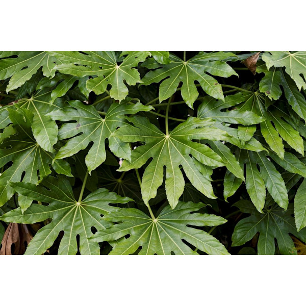 Fatsia japonica - Aralia Japon 