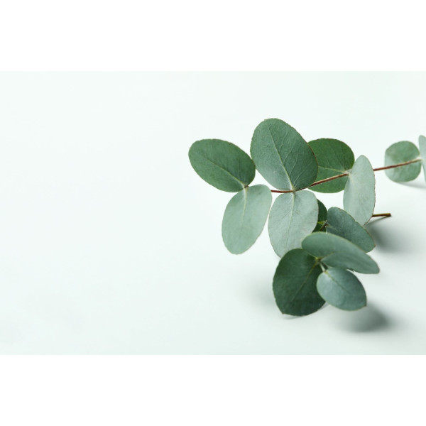 Eucalyptus Silver Dollar 