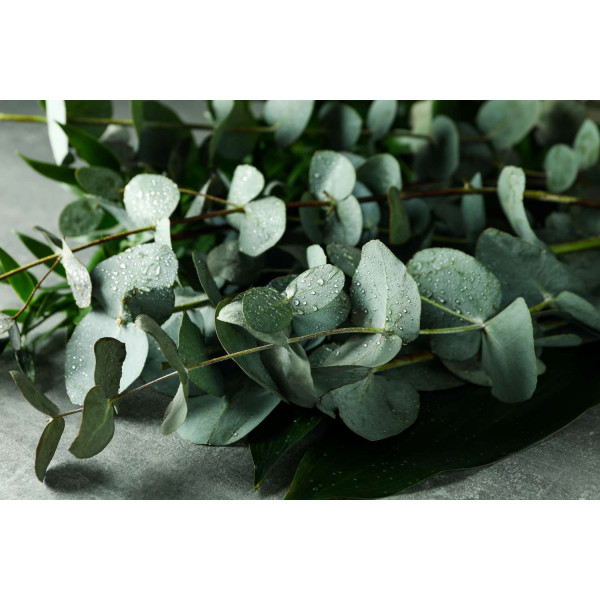 Eucalyptus Silver Dollar 