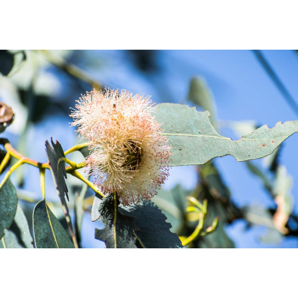 Eucalyptus globulus 