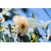 Eucalyptus globulus 