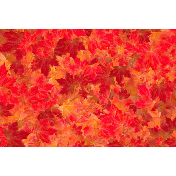 Erable rouge - Acer rubrum 