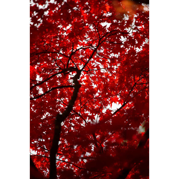 Erable du Japon - Atropurpureum 