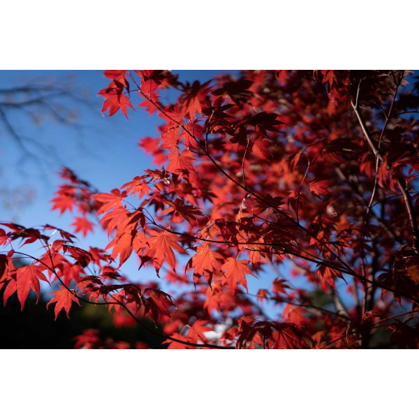 Erable du Japon - Atropurpureum 