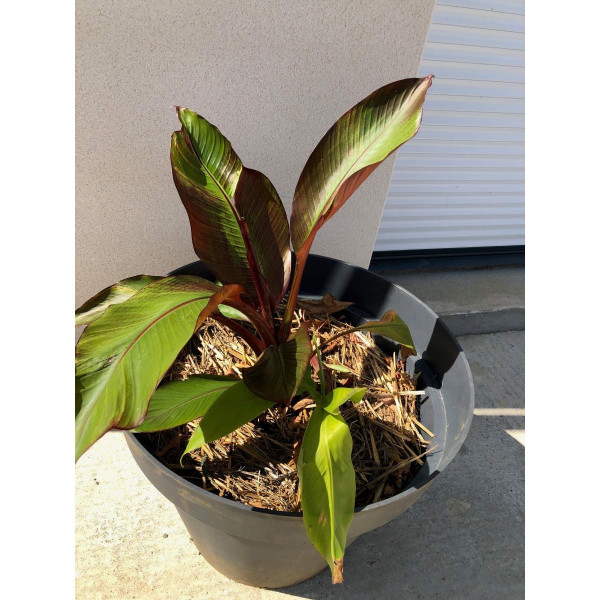Bananier d'Abyssinie - Ensete ventricosum 